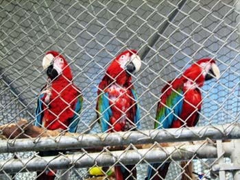 Coombs-Parrot-Refuge3