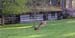 Comox-Deer-on-the-lawns-of-Filberg_Heritage_Lodge