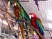 Coombs-Parrot-Refuge2